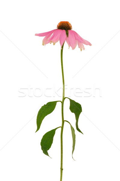 Echinacea purpurea  flower over white background Stock photo © brozova