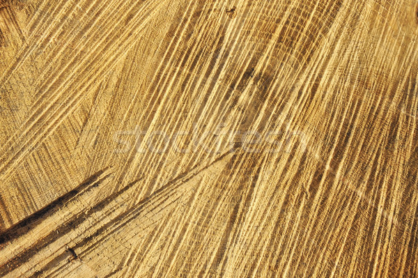 Detail of wooden cut texture - rings and saw cuts - oak - background Stock photo © brozova