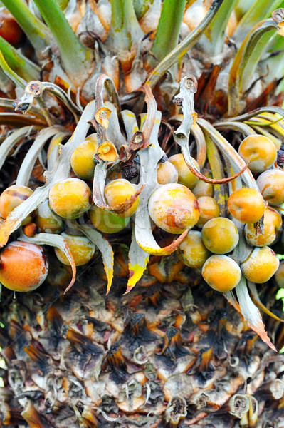 Close up of palm tree fruit - Cycas circinalis Stock photo © brozova