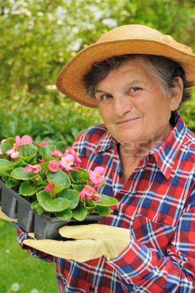Foto stock: Senior · mulher · jardinagem · flor · trabalhar · trabalhando
