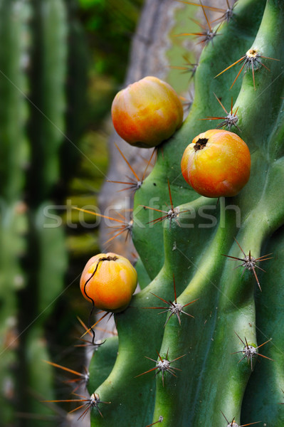 Foto d'archivio: Cactus · frutta · fiori · texture · natura