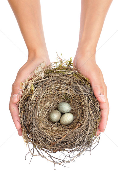 Jonge vrouw merel nest witte handen Stockfoto © brozova