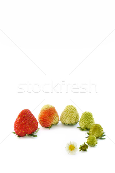 Foto stock: Fresa · crecimiento · aislado · blanco · flor · alimentos
