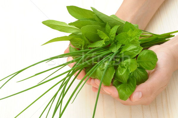 Hands of young woman holding fresh herbs, basil, chive, sage Stock photo © brozova