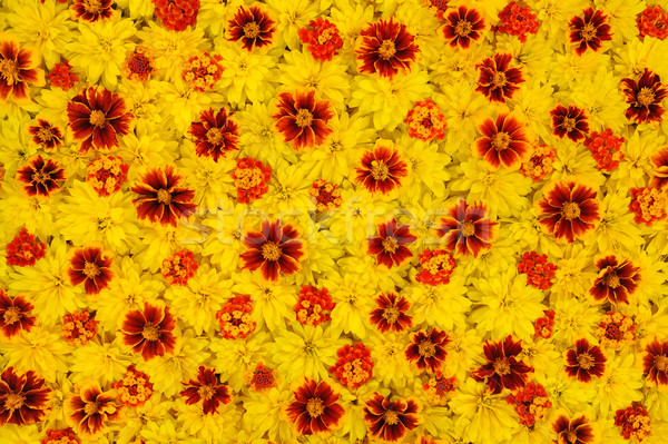 Rudbeckia laciniata, Lantana camara, Tagetes - flower heads Stock photo © brozova