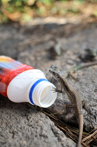 Viviparous lizard and plastic bottle  Stock photo © brozova