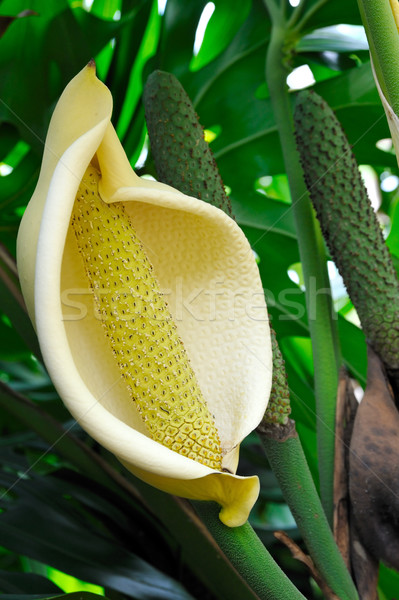 Stock photo: Close up of Philodendron flower