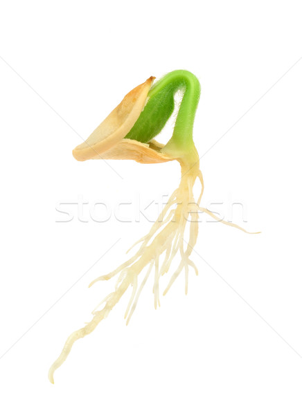 Foto d'archivio: Zucca · impianto · crescita · sementi · isolato · bianco