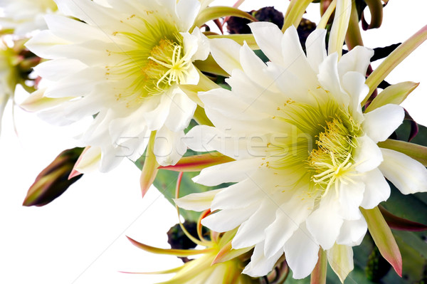 Close up of cactus flowers  Stock photo © brozova
