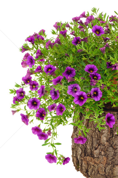 Petunia, Surfinia flowers on tree trunk over white background Stock photo © brozova