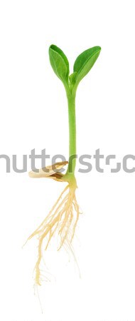 Foto d'archivio: Zucca · impianto · crescita · sementi · isolato · bianco
