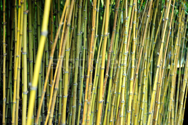 Stock photo: Bamboo jungle 