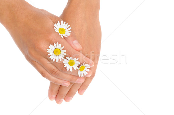 Hands of young woman with chamomile flower heads Stock photo © brozova