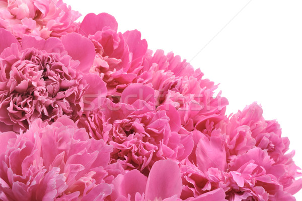 Peony over white background Stock photo © brozova