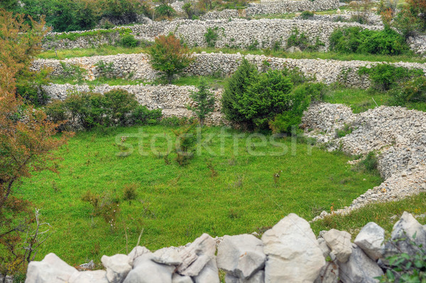 Moutons murs île Croatie arbre [[stock_photo]] © brozova