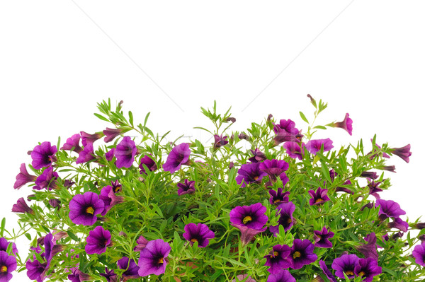 Petunia, Surfinia flowers over white background Stock photo © brozova
