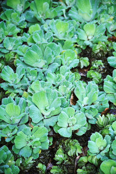 Stock photo: Pistia  (Water cabbage) -  detail