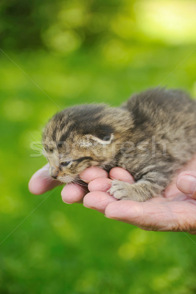 Foto stock: Altos · mujer · manos · mano · bebé · naturaleza