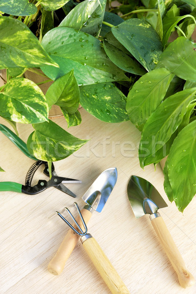 Gardening tools and houseplants  Stock photo © brozova