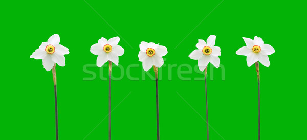 Daffodils over green background Stock photo © brozova