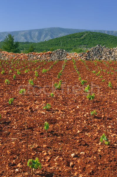 New vineyards, north of Hvar island, Croatia Stock photo © brozova