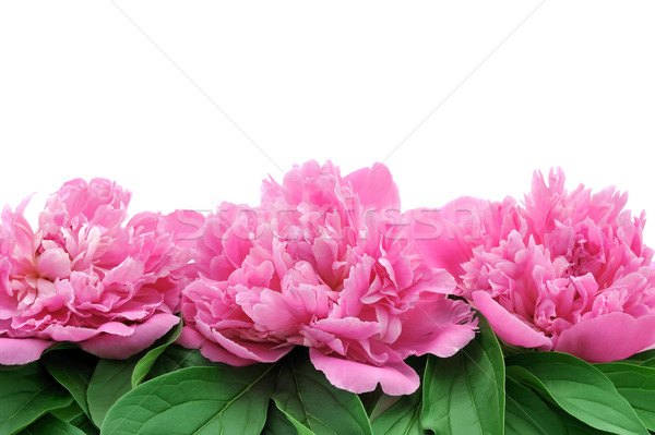 Peony over white background Stock photo © brozova