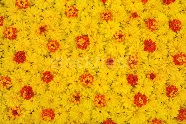 Group of Rudbeckia laciniata and Lantana camara flower heads Stock photo © brozova