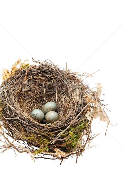 Detail of blackbird eggs in nest isolated on white Stock photo © brozova