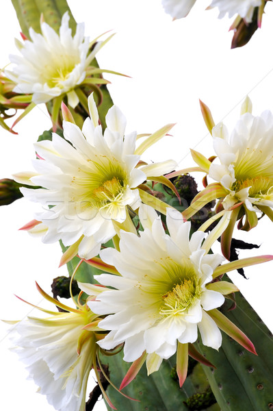 Close up of cactus flowers  Stock photo © brozova