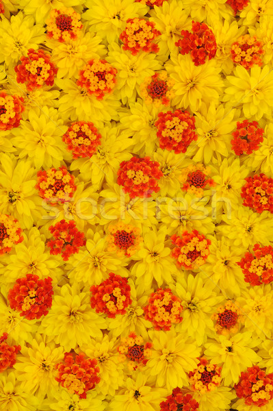 Group of Rudbeckia laciniata and Lantana camara flower heads Stock photo © brozova