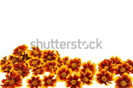 Marigold  flower heads over white background Stock photo © brozova