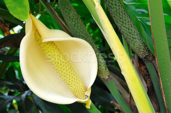 Close up of Philodendron flower Stock photo © brozova