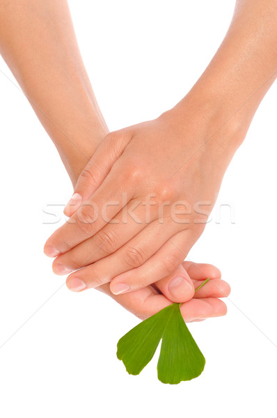 Stock photo: Hands of young woman holding ginkgo leaf