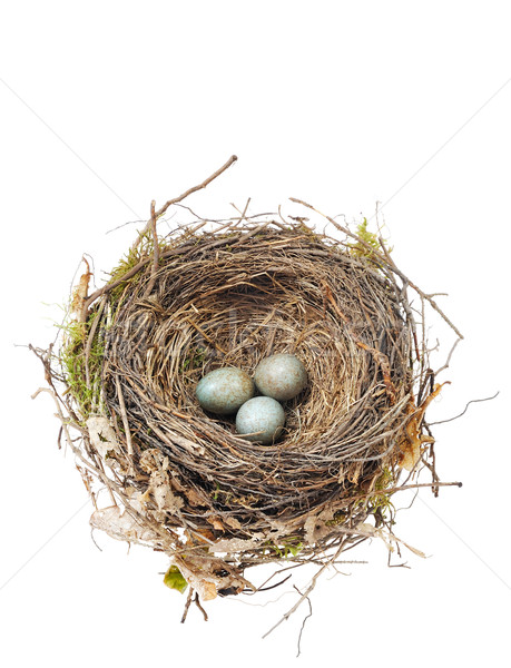 Stock photo: Detail of blackbird eggs in nest isolated on white