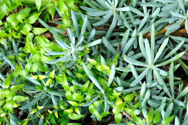 Close up of succulent (Sedum) and creeper   Stock photo © brozova