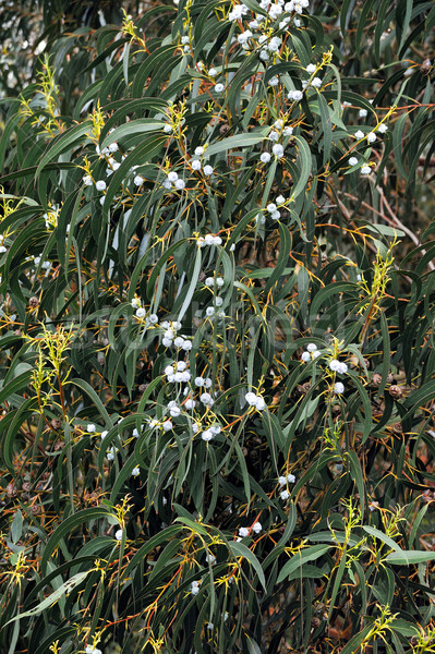 Eucalyptus, Gum Tree, north of Madeira island,  Portugal Stock photo © brozova