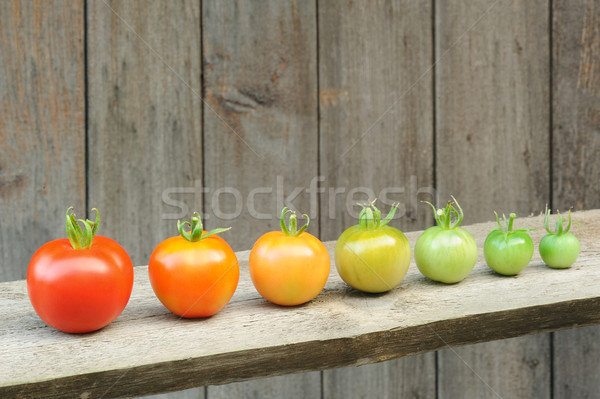 Evolution of red tomato - maturing process of the fruit – stages of development Stock photo © brozova