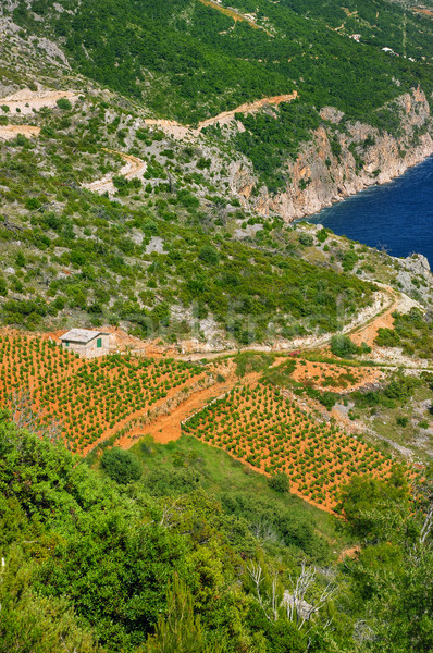 Vineyards, southern coast of Hvar, Croatia Stock photo © brozova