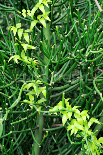 Close up of succulent and creeper   Stock photo © brozova