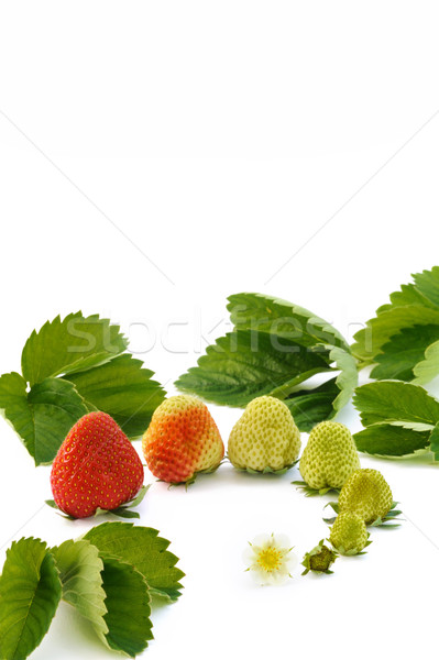 Stock foto: Erdbeere · Wachstum · isoliert · weiß · Blume · Essen