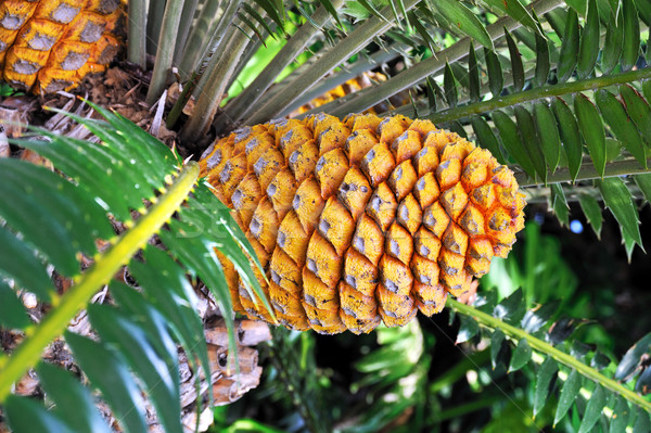 Stock photo: Cycad cone, Encephalartos Transvenosus - Monte Palace botanical garden, Monte, Madeira