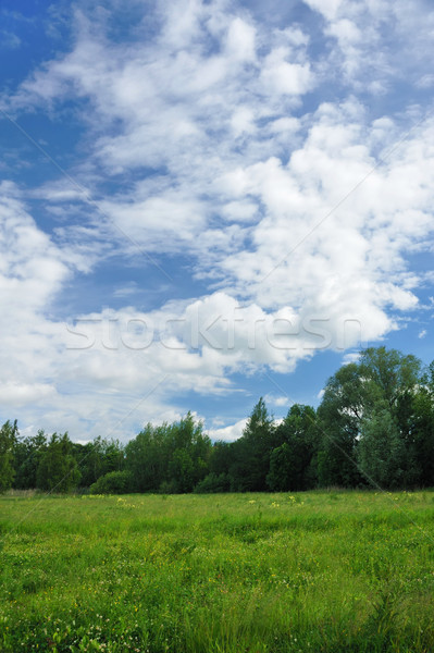 Landscape of a green field with trees Stock photo © brozova