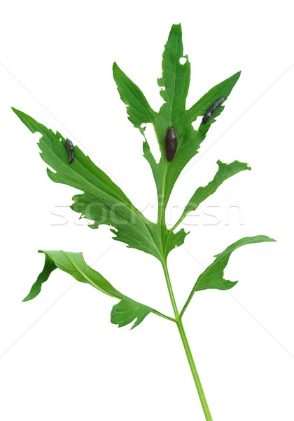 Slug damage of Rudbeckia laciniata leaf Stock photo © brozova