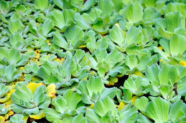 Pistia  (Water cabbage) -  detail Stock photo © brozova