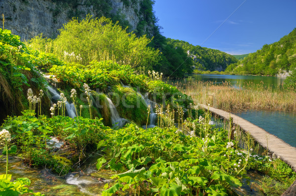 Park Hırvatistan gökyüzü çiçekler ağaç ahşap Stok fotoğraf © brozova