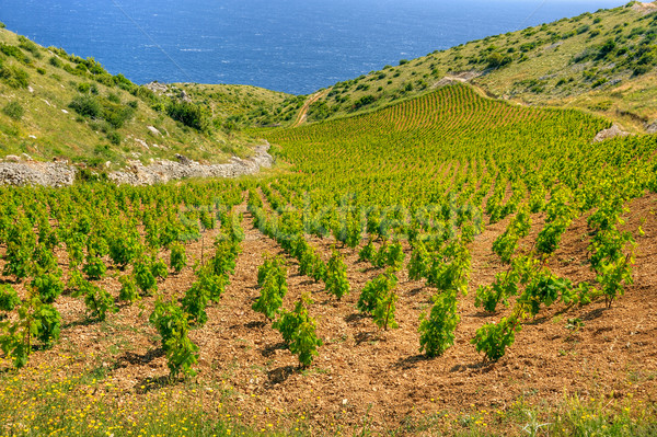 Vineyards, southern coast of Hvar, Croatia Stock photo © brozova