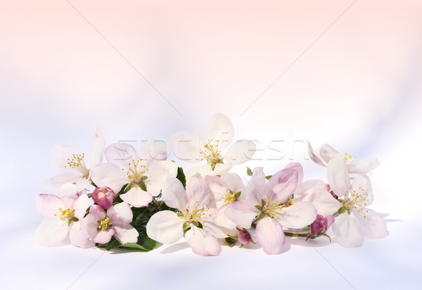 Stock fotó: Alma · virágok · virág · virágok · tavasz · természet