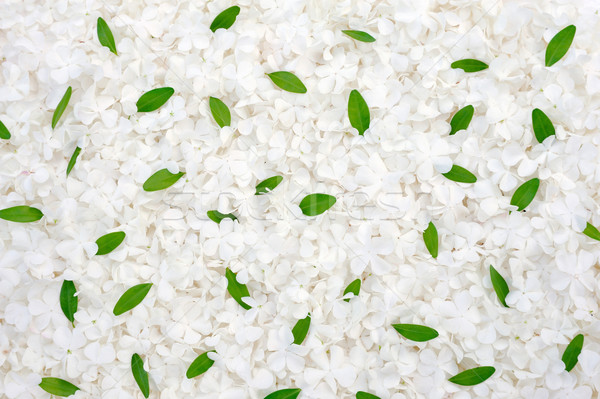 Stock photo: Guelder rose blossoms and myrtle leaves - background