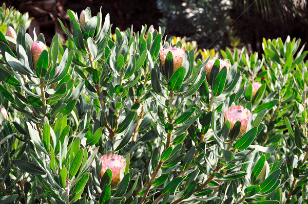 Bloesems paleis botanische tuin madeira bloem boom Stockfoto © brozova