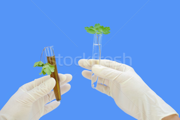 Clean and dirty water samples with fresh and wilted leaves Stock photo © brozova